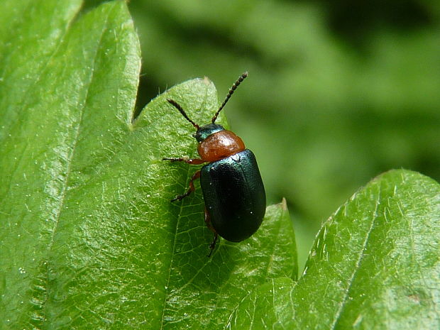 liskavka  Gastrophysa polygoni