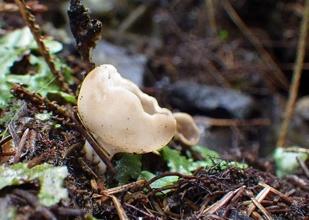 chriapač voňavý  Helvella confusa Harmaja