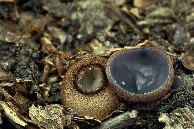 humária polguľovitá Humaria hemisphaerica (F.H. Wigg.) Fuckel