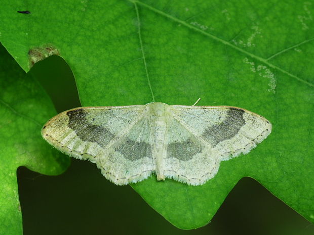 piadica kručinková Idaea aversata