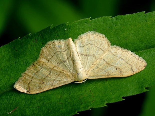 piadica kručinková Idaea aversata