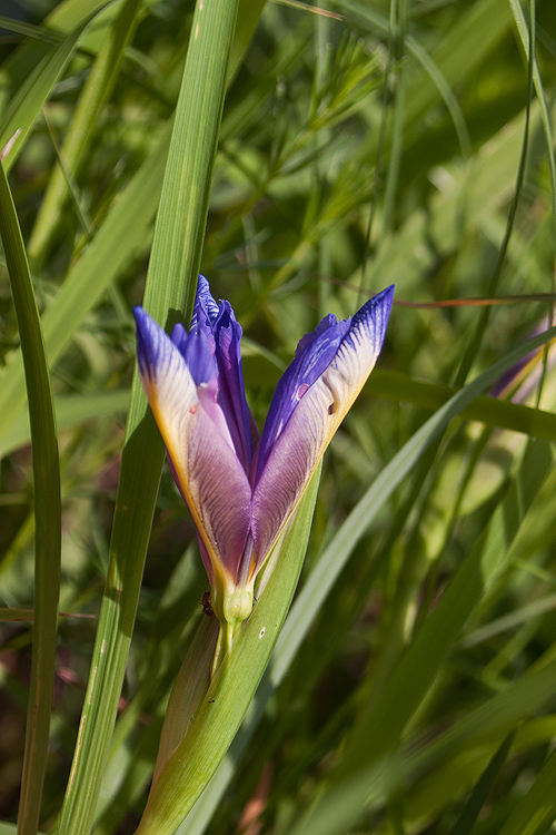 kosatec trávolistý Iris graminea L.