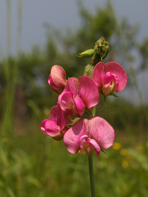 hrachor širokolistý Lathyrus latifolius L.