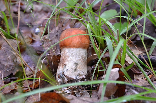 kozák osikový Leccinum albostipitatum den Bakker & Noordel.