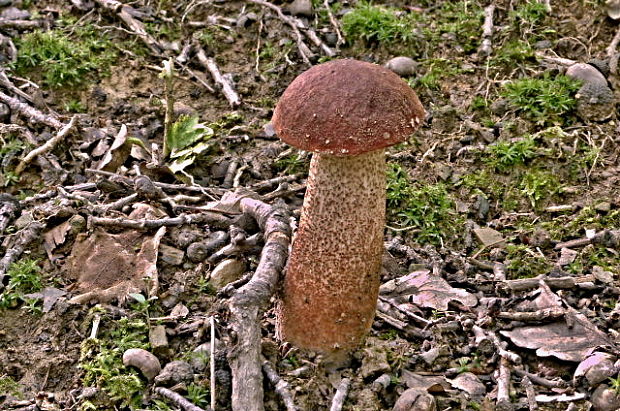 kozák dubový Leccinum aurantiacum (Bull.) Gray