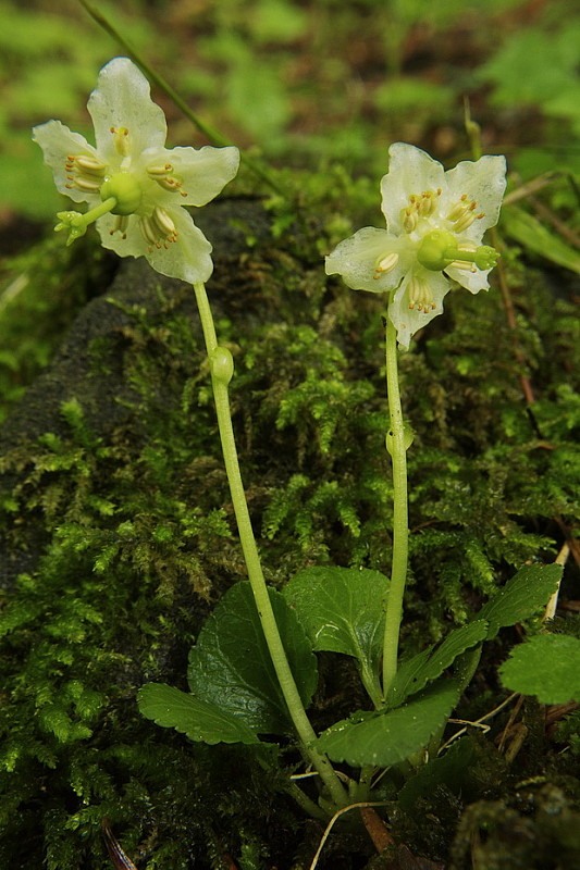 jednokvietok veľkokvetý Moneses uniflora (L.) A. Gray