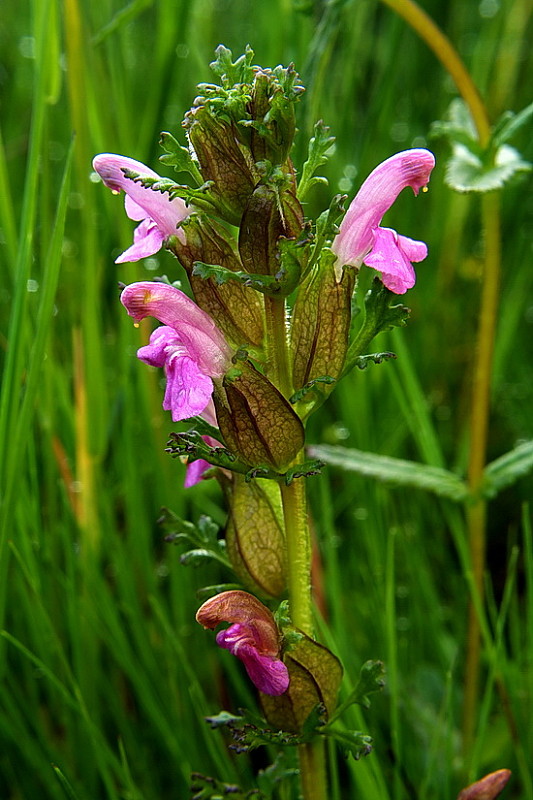 všivec lesný Pedicularis sylvatica L.