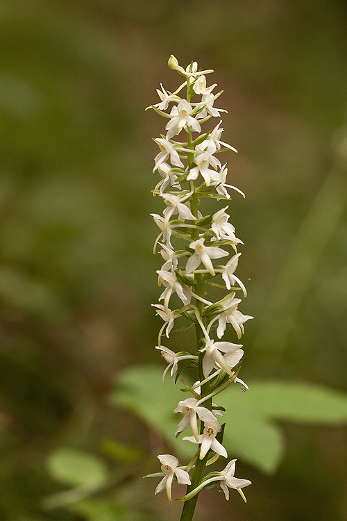 vemenník dvojlistý Platanthera bifolia (L.) Rich.