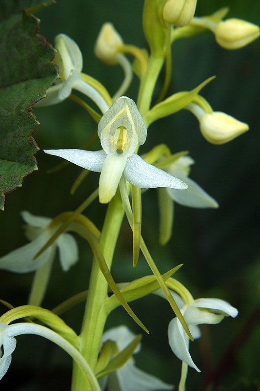 vemenník dvojlistý Platanthera bifolia (L.) Rich.