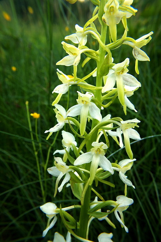 vemenník dvojlistý Platanthera bifolia (L.) Rich.