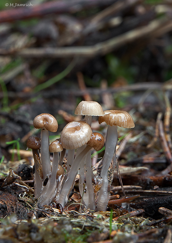 prilbička lepkavá Roridomyces roridus (Fr.) Rexer