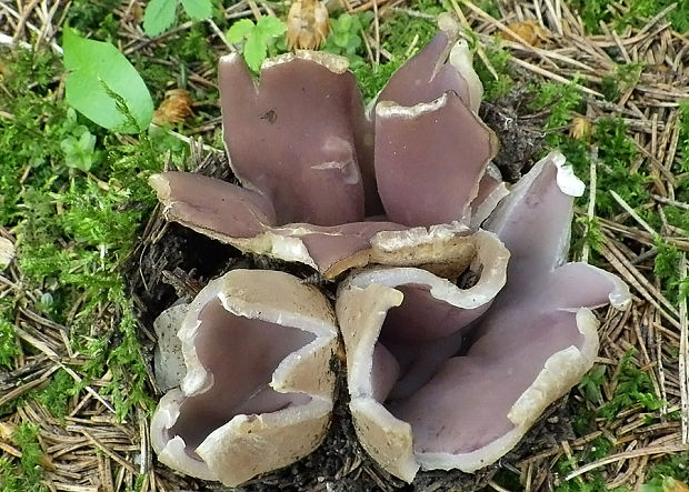 tulipánovka fialová Sarcosphaera coronaria (Jacq.) J. Schröt.