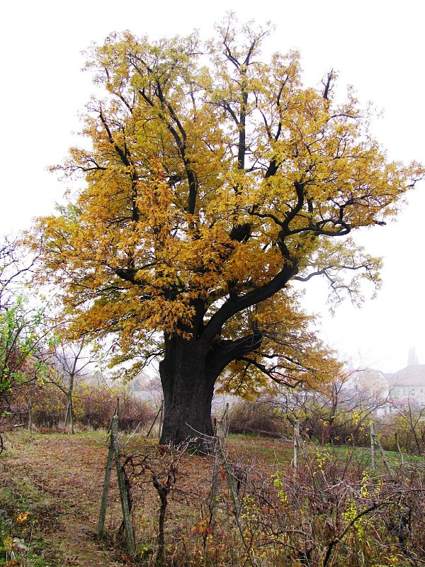 oskoruša domáca Sorbus domestica L.