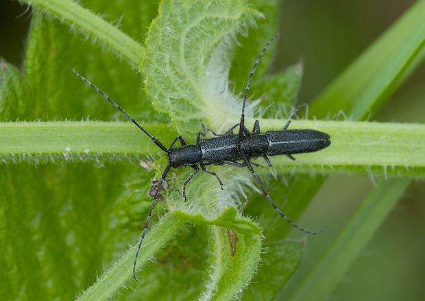 vrzúnik Agapanthia cardui