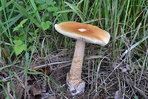 muchotrávka oranžová Amanita crocea (Quél.) Singer