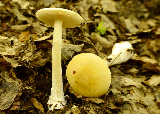 muchotrávka slamovožltá Amanita gemmata (Fr.) Bertill.