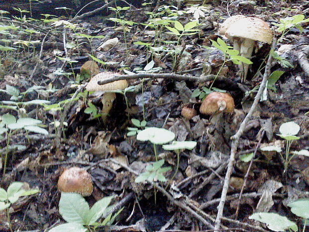 muchotrávka červenkastá Amanita rubescens Pers.