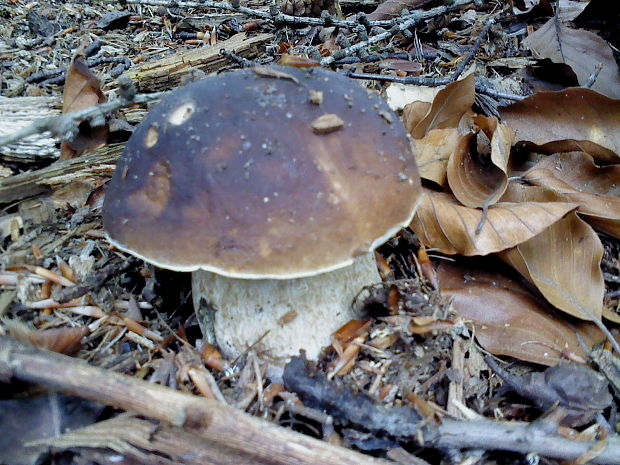 hríb smrekový Boletus edulis Bull.