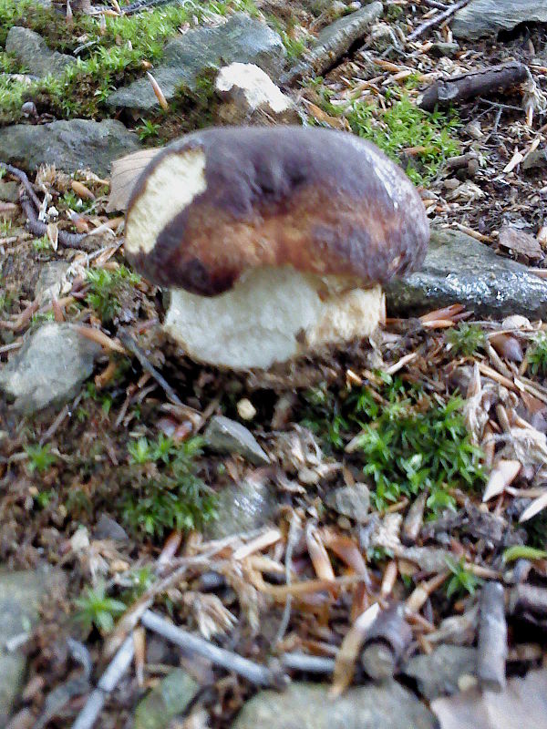 hríb sosnový Boletus pinophilus Pil. et Dermek in Pil.