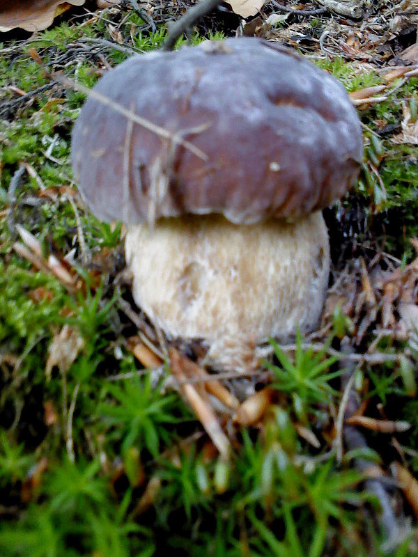 hríb sosnový Boletus pinophilus Pil. et Dermek in Pil.