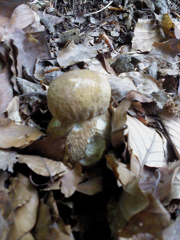 hríb dubový Boletus reticulatus Schaeff.