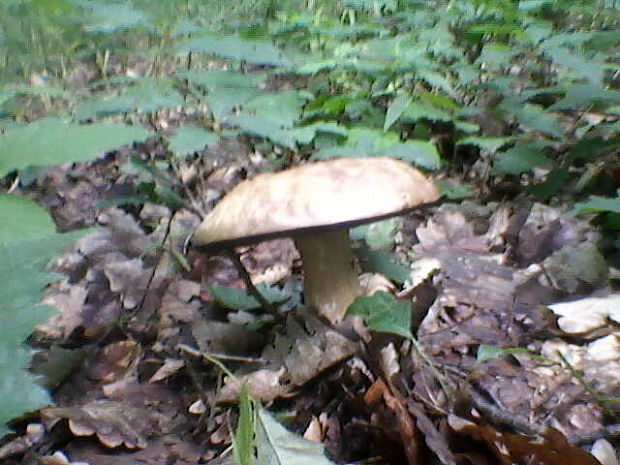 hríb dubový Boletus reticulatus Schaeff.