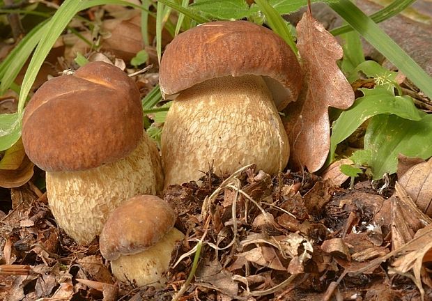 hríb dubový Boletus reticulatus Schaeff.