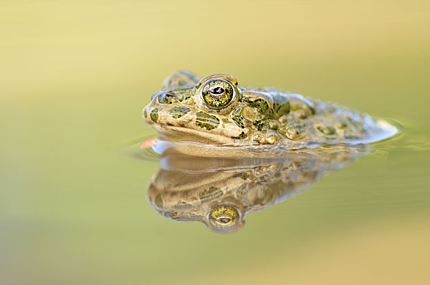 ropucha zelena Bufo viridis