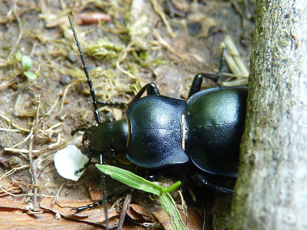 bystruška hladká  Carabus glabratus