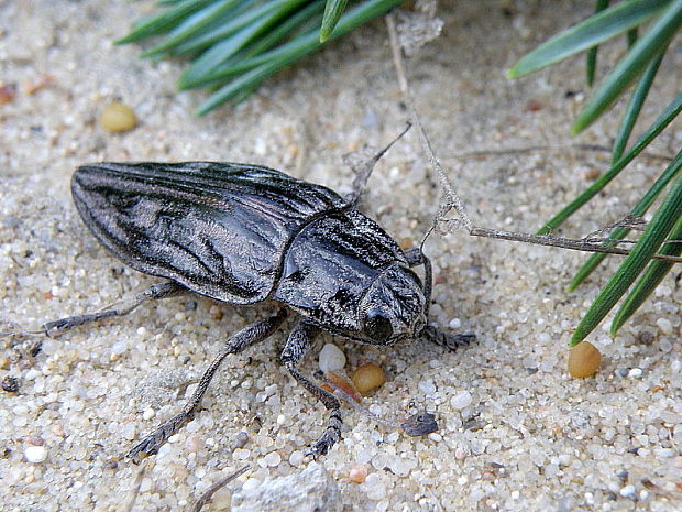 krasoň borovicový  Chalcophora mariana