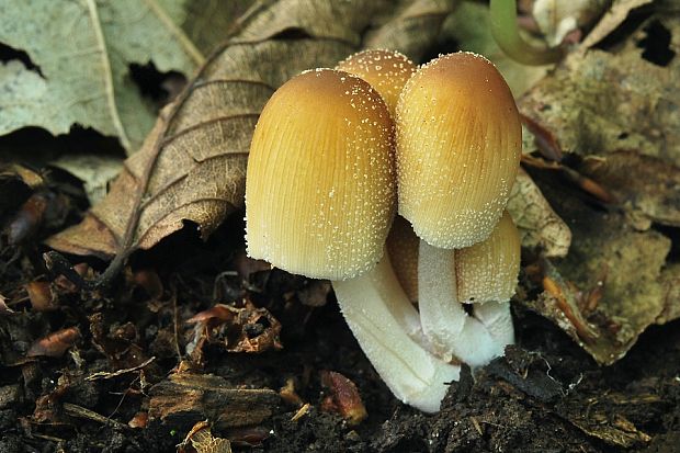 hnojník ligotavý Coprinellus micaceus (Bull.) Vilgalys, Hopple & Jacq. Johnson