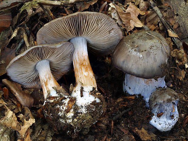 pavučinovec žltoolivový Cortinarius infractus f. olivellus (M.M. Moser) Nespiak