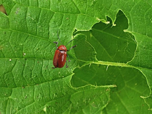 krytohlav Cryptocephalus coryli Linnaeus, 1758