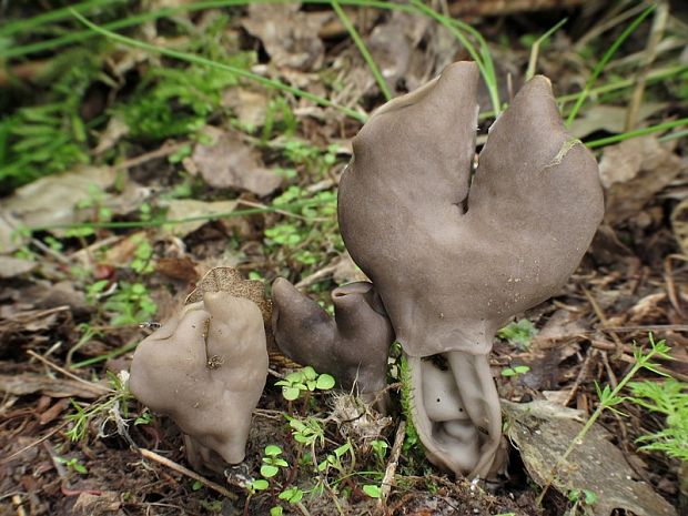 chriapač jamkatý Helvella lacunosa Afzel.