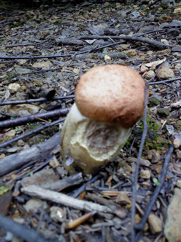 kozák osikový Leccinum albostipitatum den Bakker & Noordel.