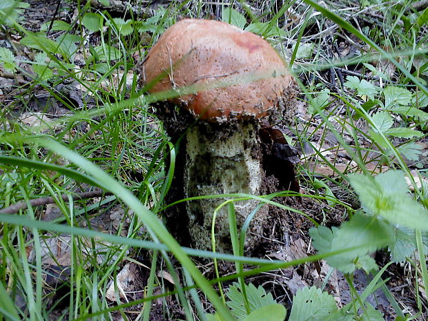 kozák osikový Leccinum albostipitatum den Bakker & Noordel.