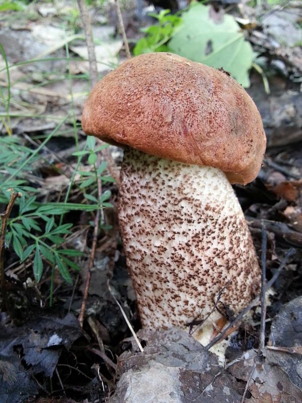 kozák dubový Leccinum aurantiacum (Bull.) Gray