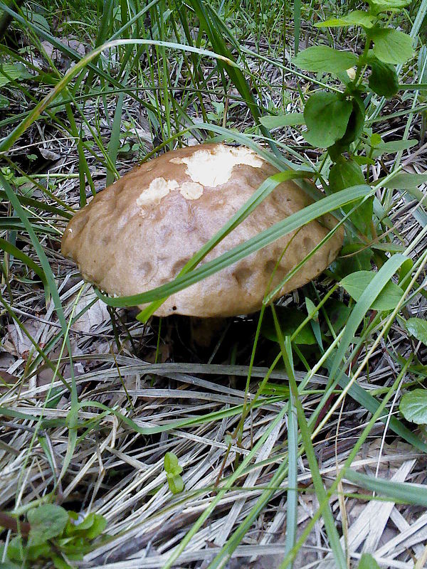 kozák brezový Leccinum scabrum (Bull.) Gray