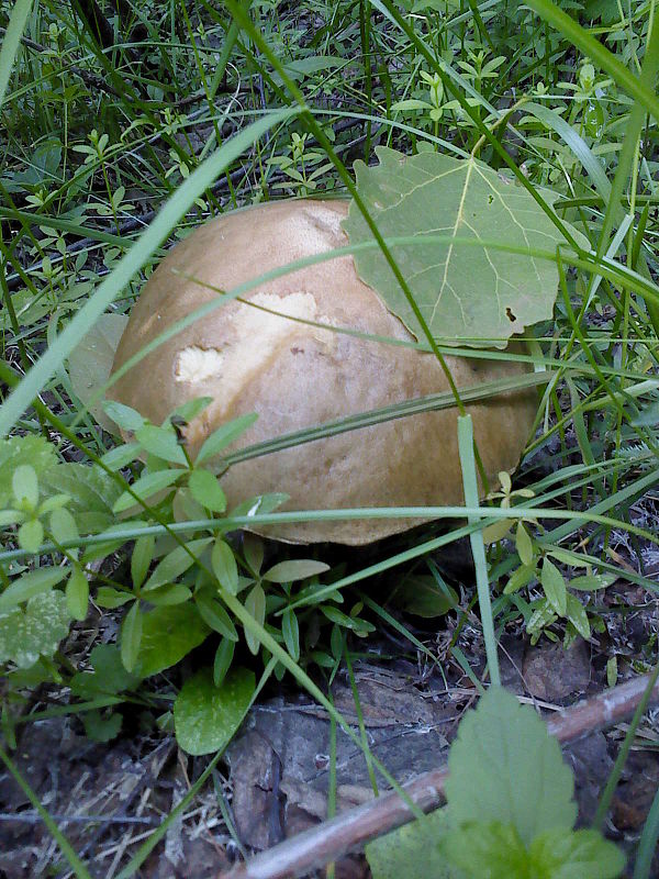 kozák brezový Leccinum scabrum (Bull.) Gray