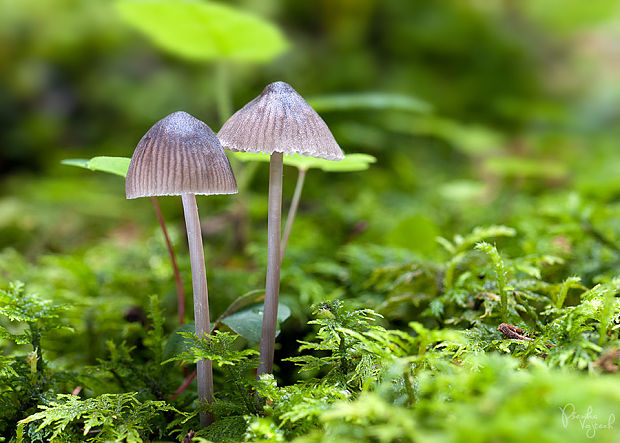 prilbička Abramsova Mycena cf. abramsii (Murrill) Murrill