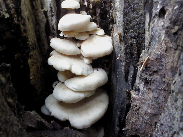 hliva dubová Pleurotus dryinus (Pers.) P. Kumm.