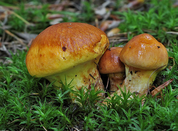 masliak smrekovcový Suillus grevillei (Klotzsch) Singer