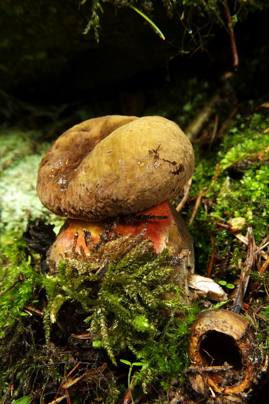 hríb zrnitohlúbikový Sutorius luridiformis (Rostk.) G. Wu & Zhu L. Yang