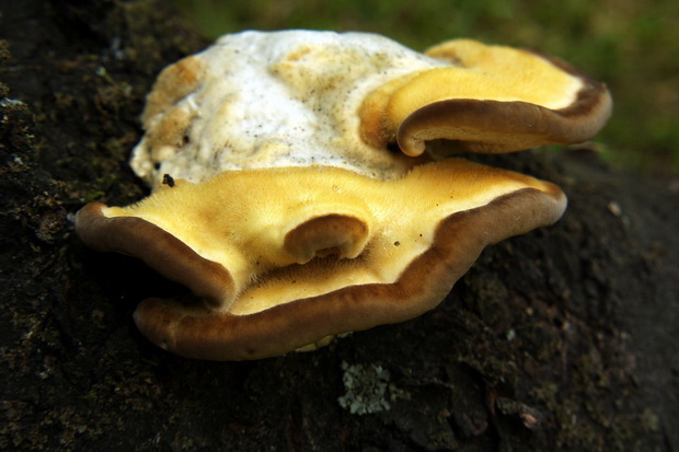 trúdnikovec chlpatý Trametes hirsuta (Wulfen) Lloyd