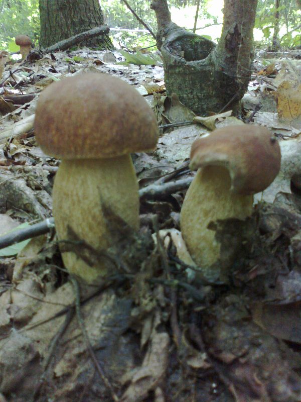 hríb dubový Boletus reticulatus Schaeff. ex Boud.