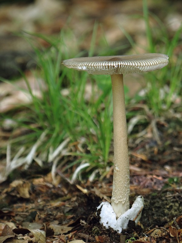 muchotrávka umbrovožltá Amanita battarrae (Boud.) Bon