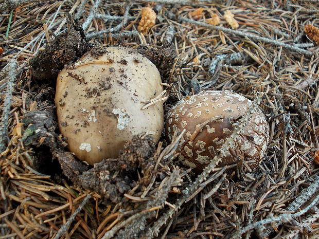 muchotrávka hrubá Amanita excelsa (Fr.) Bertill.