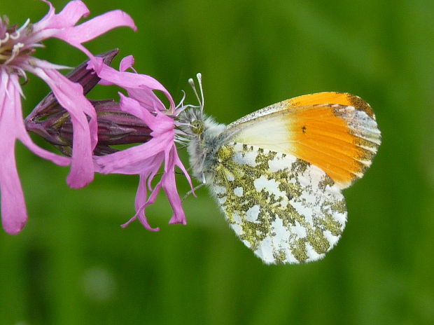 mlynárik žeruchový Anthocharis cardamines