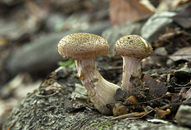 podpňovka žltá Armillaria gallica Marxm. & Romagn.