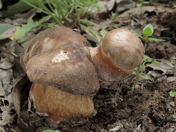 hríb bronzový Boletus aereus Bull. ex Fr.